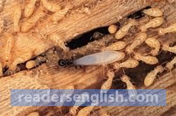 termite Urdu meaning