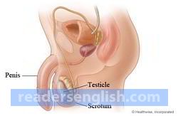 testicle Urdu meaning