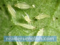 thrips Urdu meaning