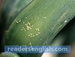 thrips Urdu meaning