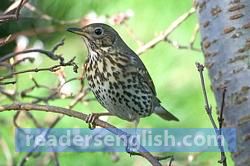 thrush Urdu meaning