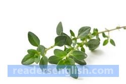 thyme Urdu meaning