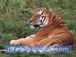 tiger Urdu meaning