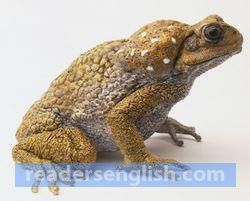 toad Urdu meaning