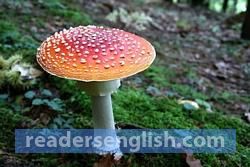 toadstool Urdu meaning