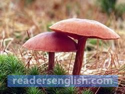 toadstool Urdu meaning