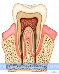 tooth Urdu meaning