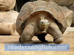 tortoise Urdu meaning