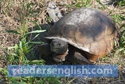 tortoise Urdu meaning