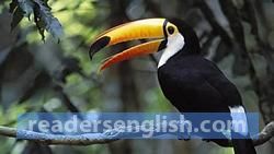 toucan Urdu meaning