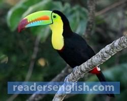 toucan Urdu meaning