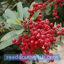 toyon Urdu meaning