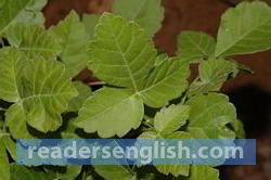 trifoliate Urdu meaning