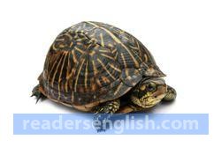 turtle Urdu meaning