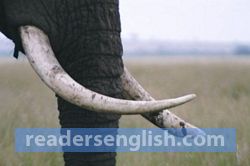 tusk Urdu meaning