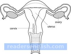 uterus Urdu meaning