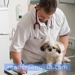 Veterinarian Urdu Meaning