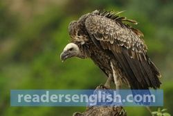 vulture Urdu meaning