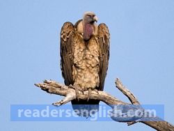 vulture Urdu meaning