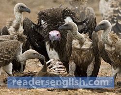 vulture Urdu meaning