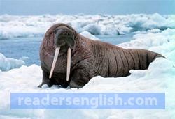 walrus Urdu meaning