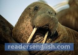 walrus Urdu meaning