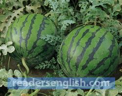 watermelon Urdu meaning