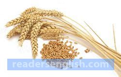 wheat Urdu meaning