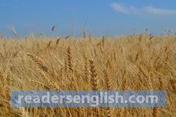 wheat Urdu meaning