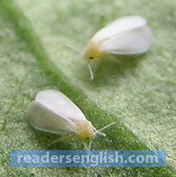 whitefly Urdu meaning