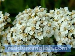 yarrow Urdu meaning