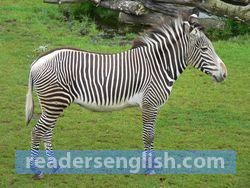 zebra Urdu meaning